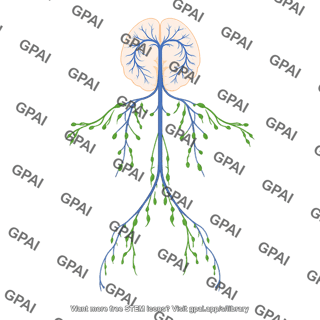 Mouse circulatory system lymphatic