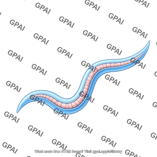C. elegans 2 intestines