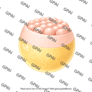 Zebrafish embryo 14. shield stage