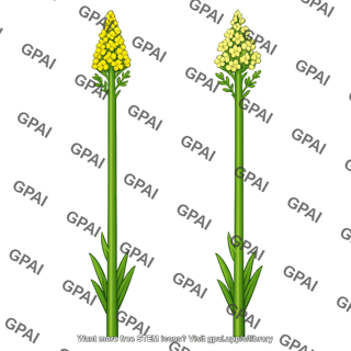 Flowering stalk