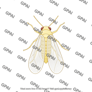 Whitefly dorsal