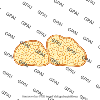 Drosophila fat body larvae cross section