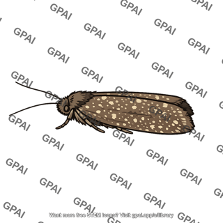 Lampronia moth