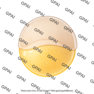 Zebrafish embryo 50 percent epiboly stage