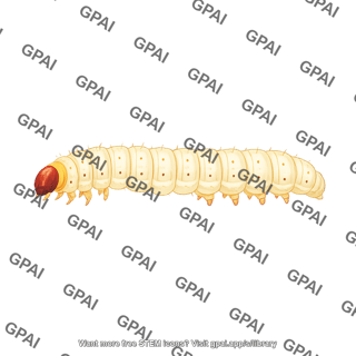 Corn borer larva