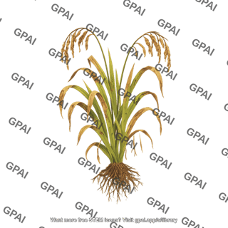 Rice plant with roots diseased
