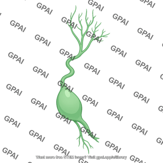 Mouse lymph node cervical 1