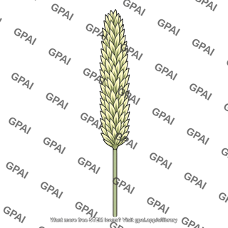 Grass spikelet inflorescence