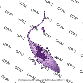 Leishmania promastigote damaged