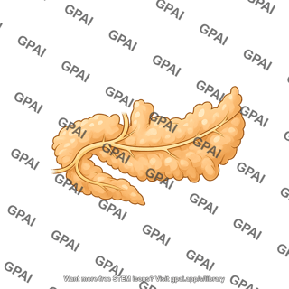 Mouse pancreas