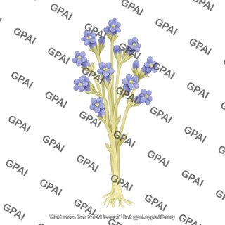 Egyptian broomrape