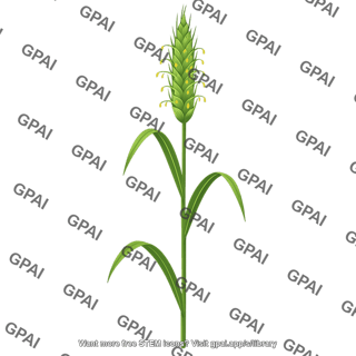 Wheat flowering stage 1
