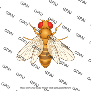 Drosophila thorax bithorax
