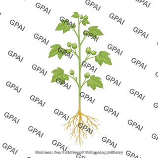 Cotton plant squaring with roots