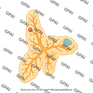 Mouse mammary gland cross section adult female
