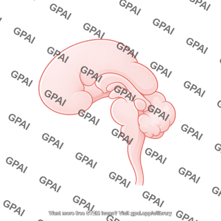 Mouse embryo brain e11.5