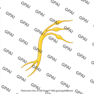 Mouse nerve sciatic