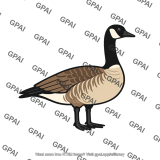 Canada goose