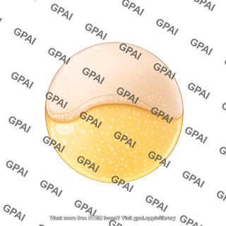 Zebrafish embryo shield stage