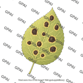 Leaf pathology black spot