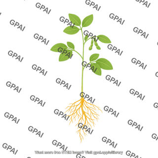 Soybean plant v3