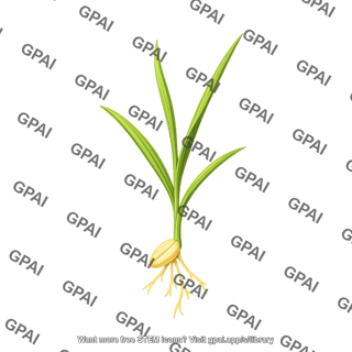 Wheat seedling 3