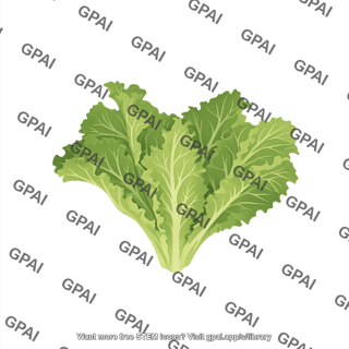 Lettuce no roots