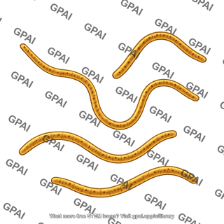 Filamentous bacterium