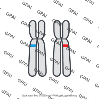 Heterozygote a1a2