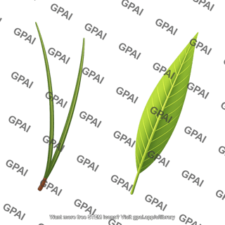 Leaf pine needle single