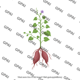 Sweet potato plant