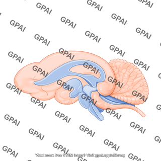 Mouse brain sagittal cut cerebellum