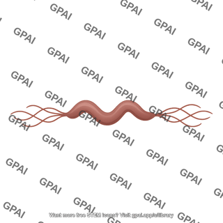 Spirillum amphilophotrichous flagella