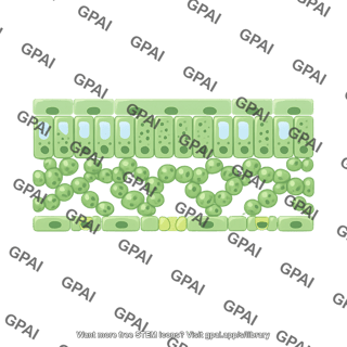Transverse leaf cross section