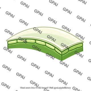 Waxy cuticle