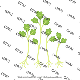 Kale sprout