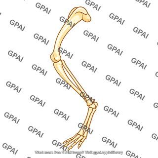 Mouse skeleton hind leg medial 659