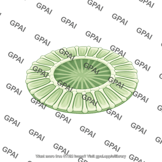 Emiliania huxleyi coccolith