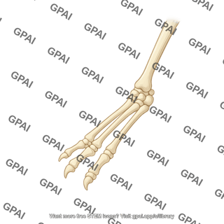Mouse skeleton front foot