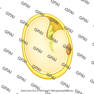 Soybean seed structure cross section 2