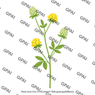 Stylosanthes capitata