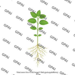 Soybean plant v1