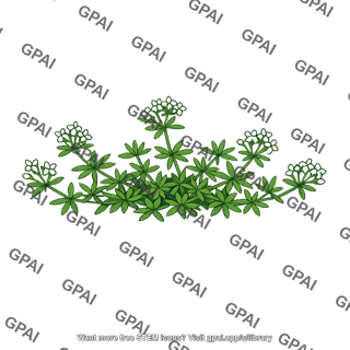 Galium saxatile