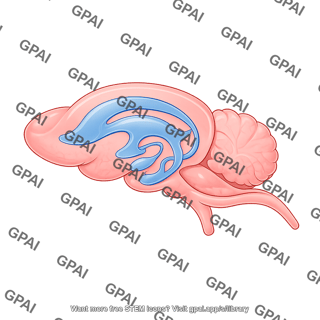 Mouse brain sagittal with ventricles