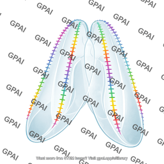 Comb jelly bolinopsis mikado