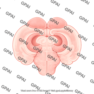 Mouse brain coronal brainstem