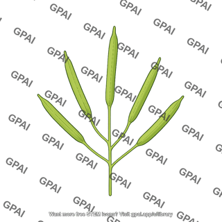 Arabidopsis siliques