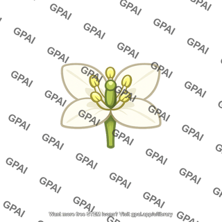 Ilex flower