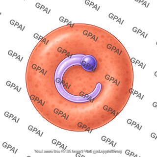P. vivax 1. ring form