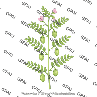 Chickpea plant